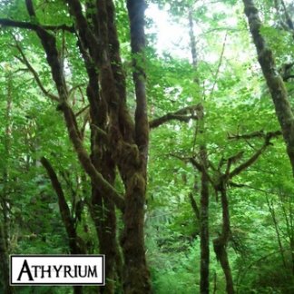 Music Producer - athyrium