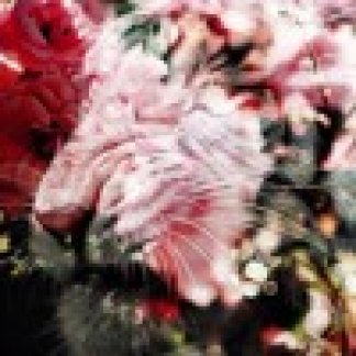 Music Producer - glasshouse