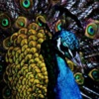 Music Producer - christophereley
