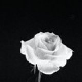 floralgiancarlo