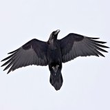 Session Singer, Vocalist, Songwriter - singingraven