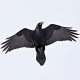 singingraven